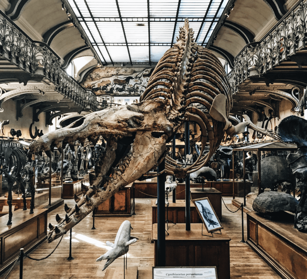 dinosaur bones