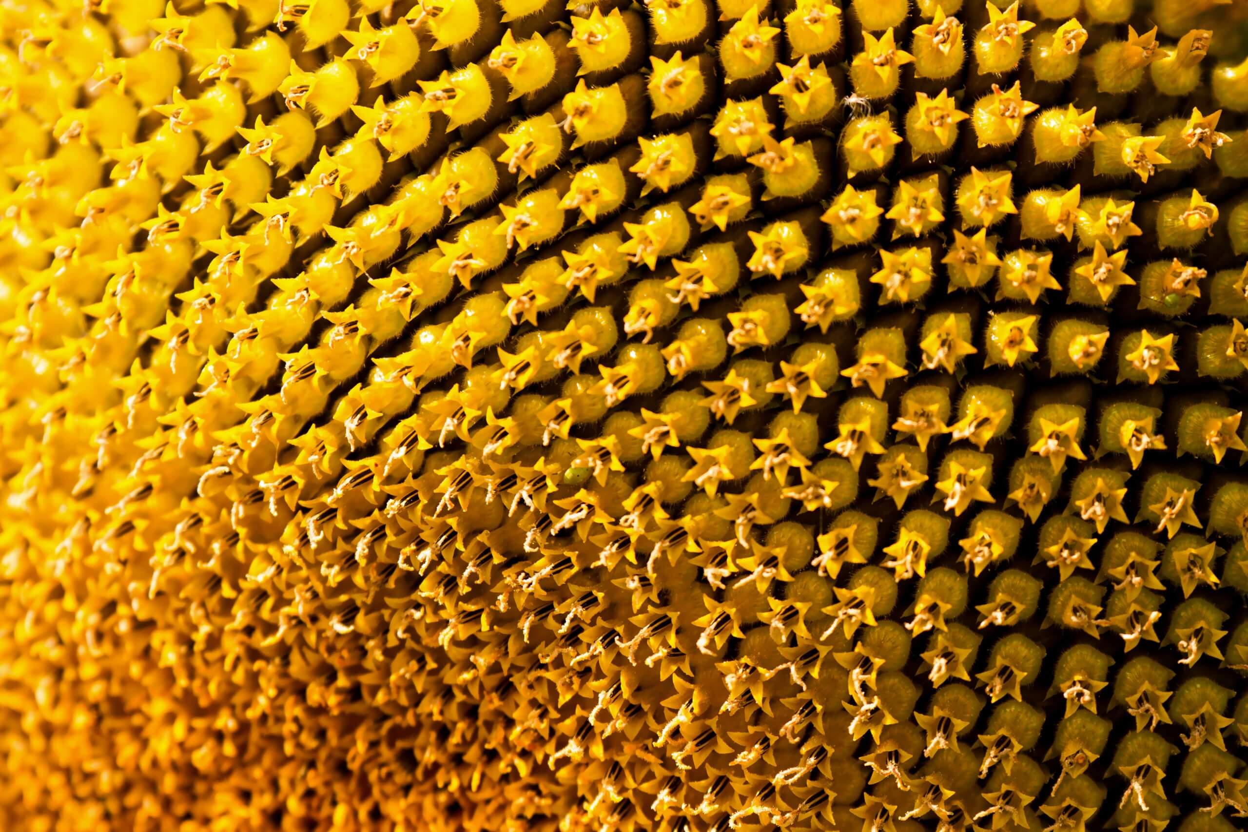 Featured image for ““Anatomy of a Honeycomb,” “Basket of Needles” and “Cabin on Detox Island””