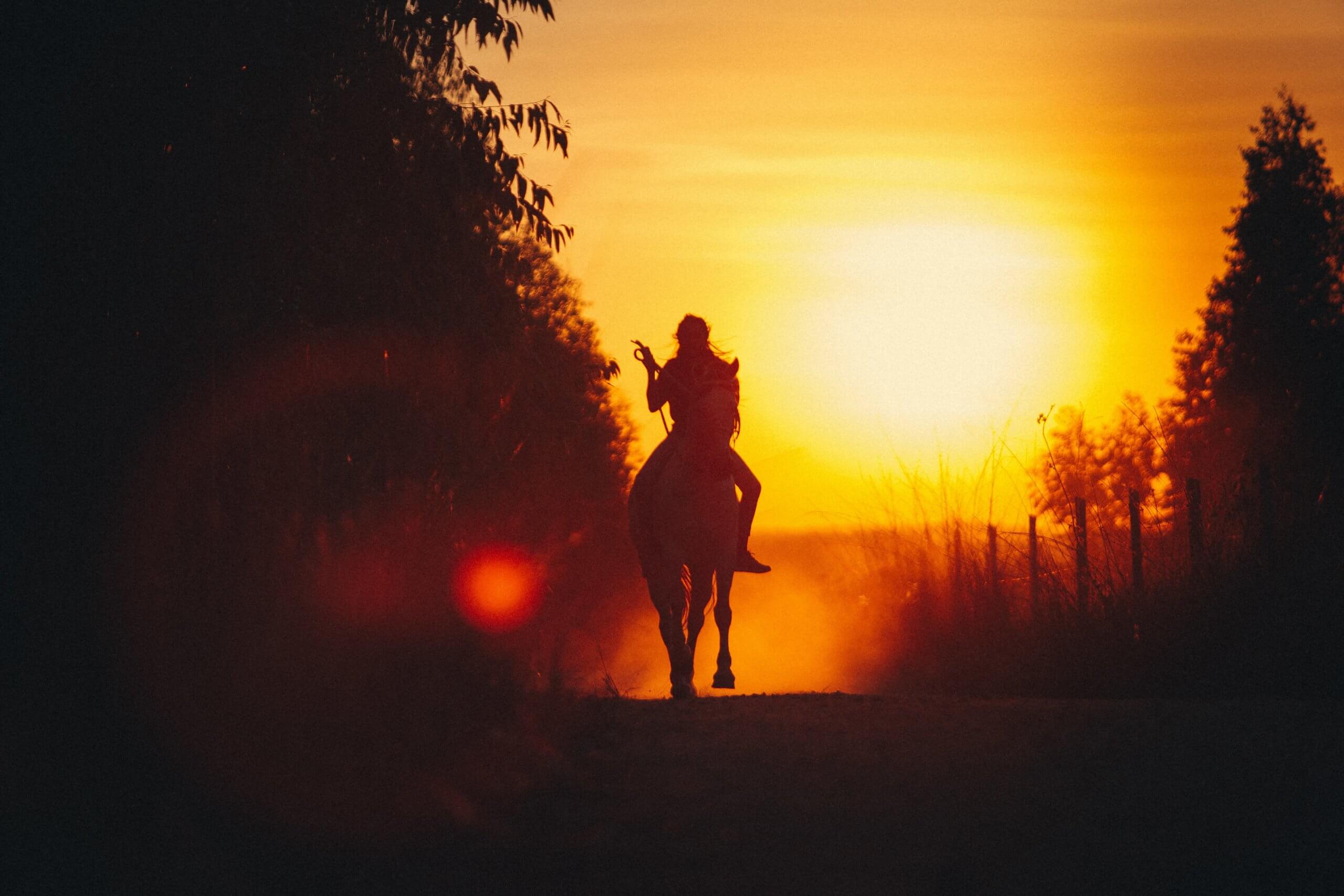 Featured image for ““The rider after dawn,” “The trees communicate” and “Brief meeting””