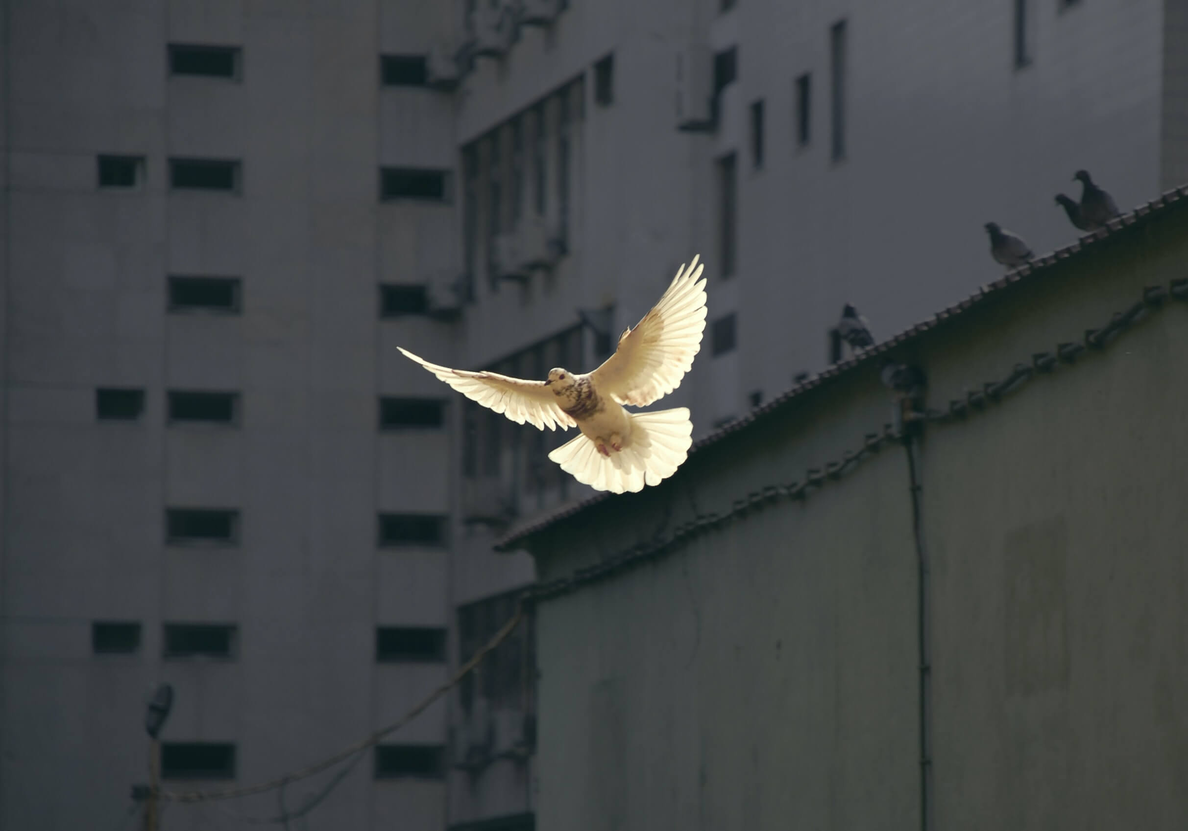 Featured image for “To Forgive”