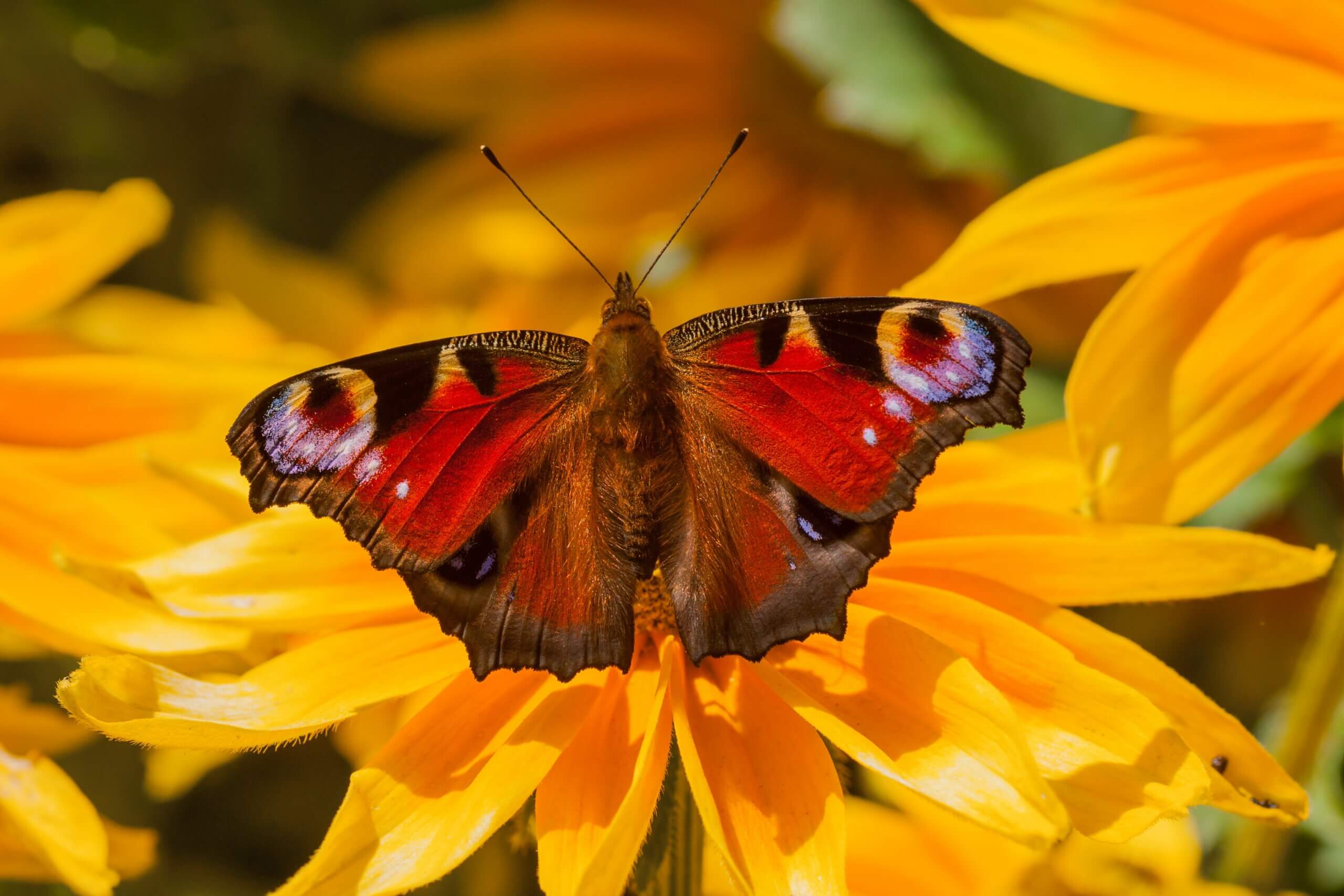 Featured image for “Misfits of the Animal Kingdom: Butterflies”