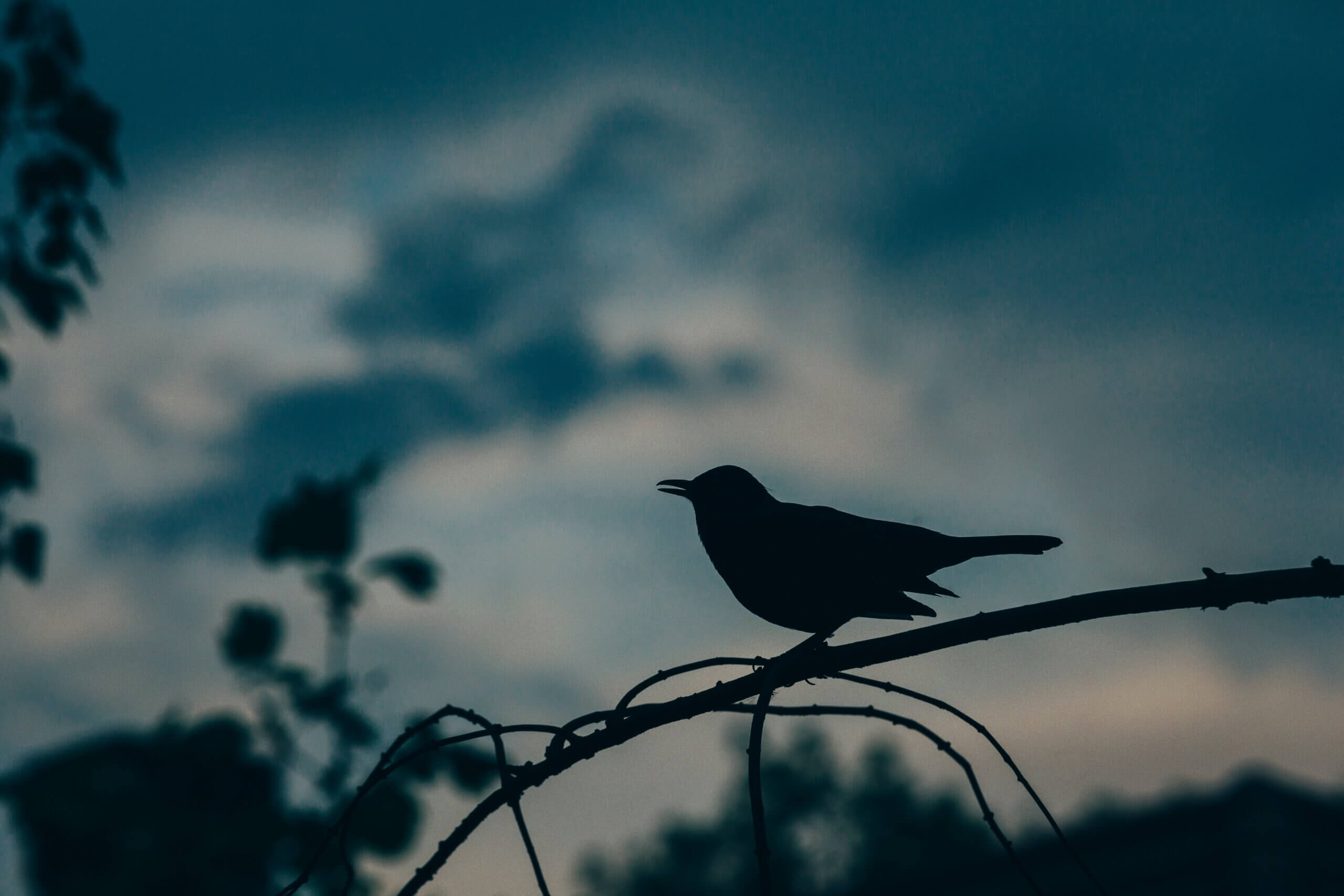 Birds at Night