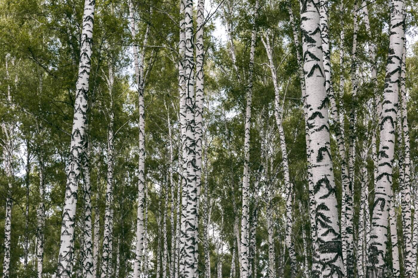 birch trees circling a clearing