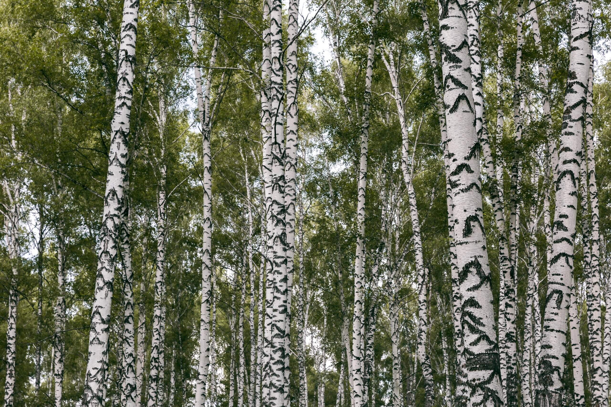 Birch Trees Circling a Clearing