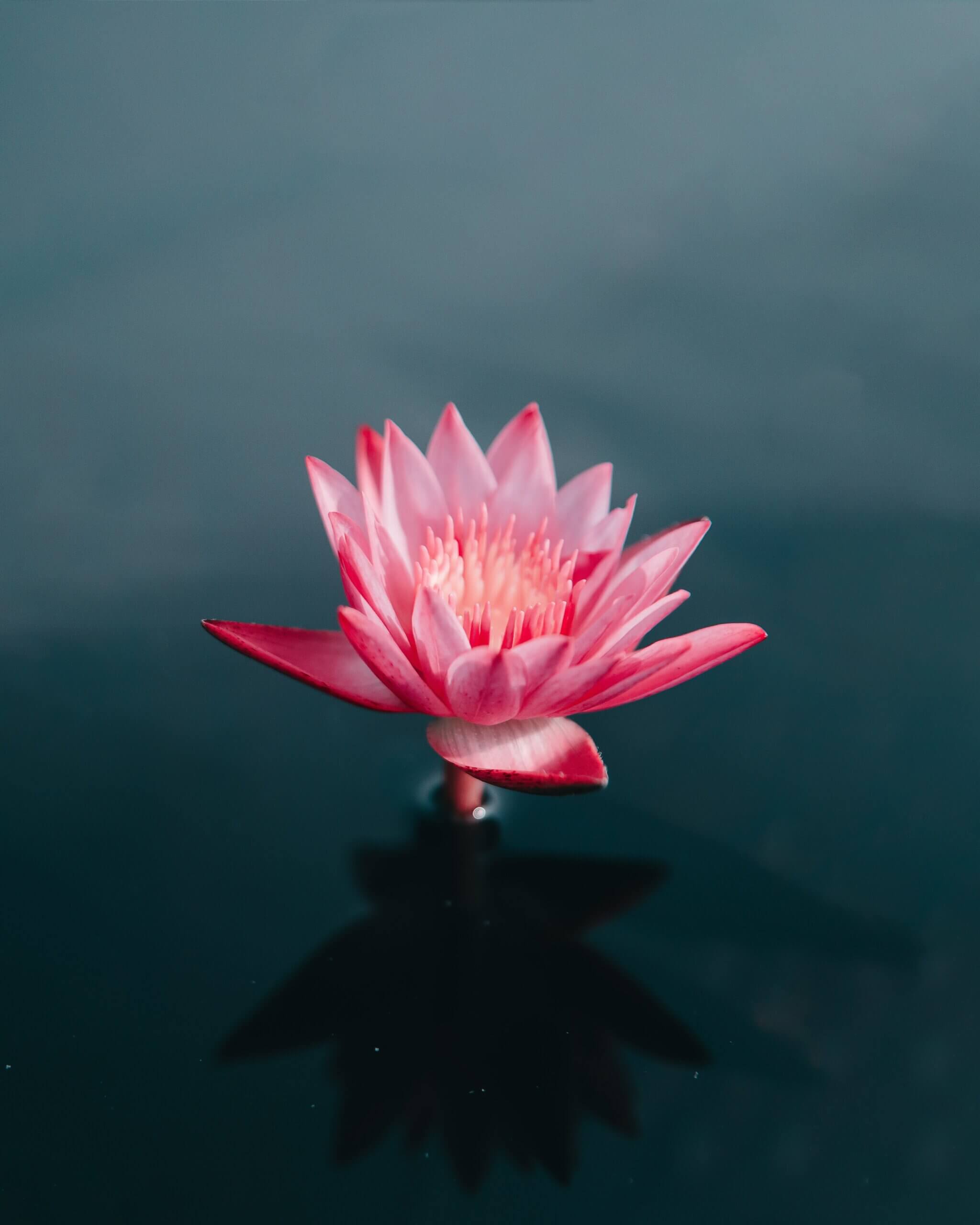 Featured image for “Meditation’s Coda”