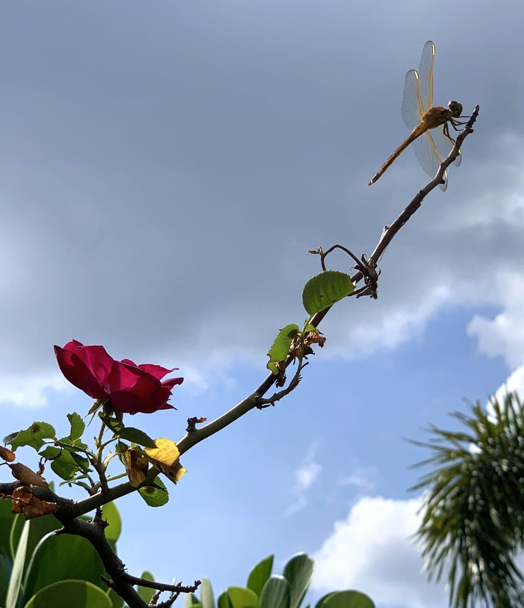 Featured image for “Dragonfly Out in the Sun”