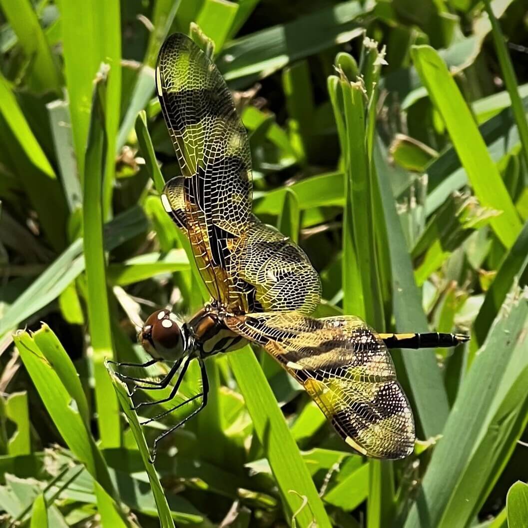 Sunlit Beauty