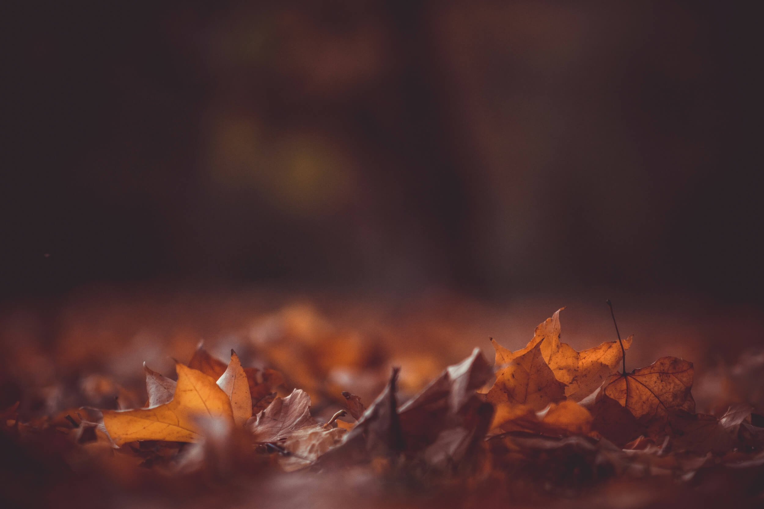 Featured image for “Season of Healing”