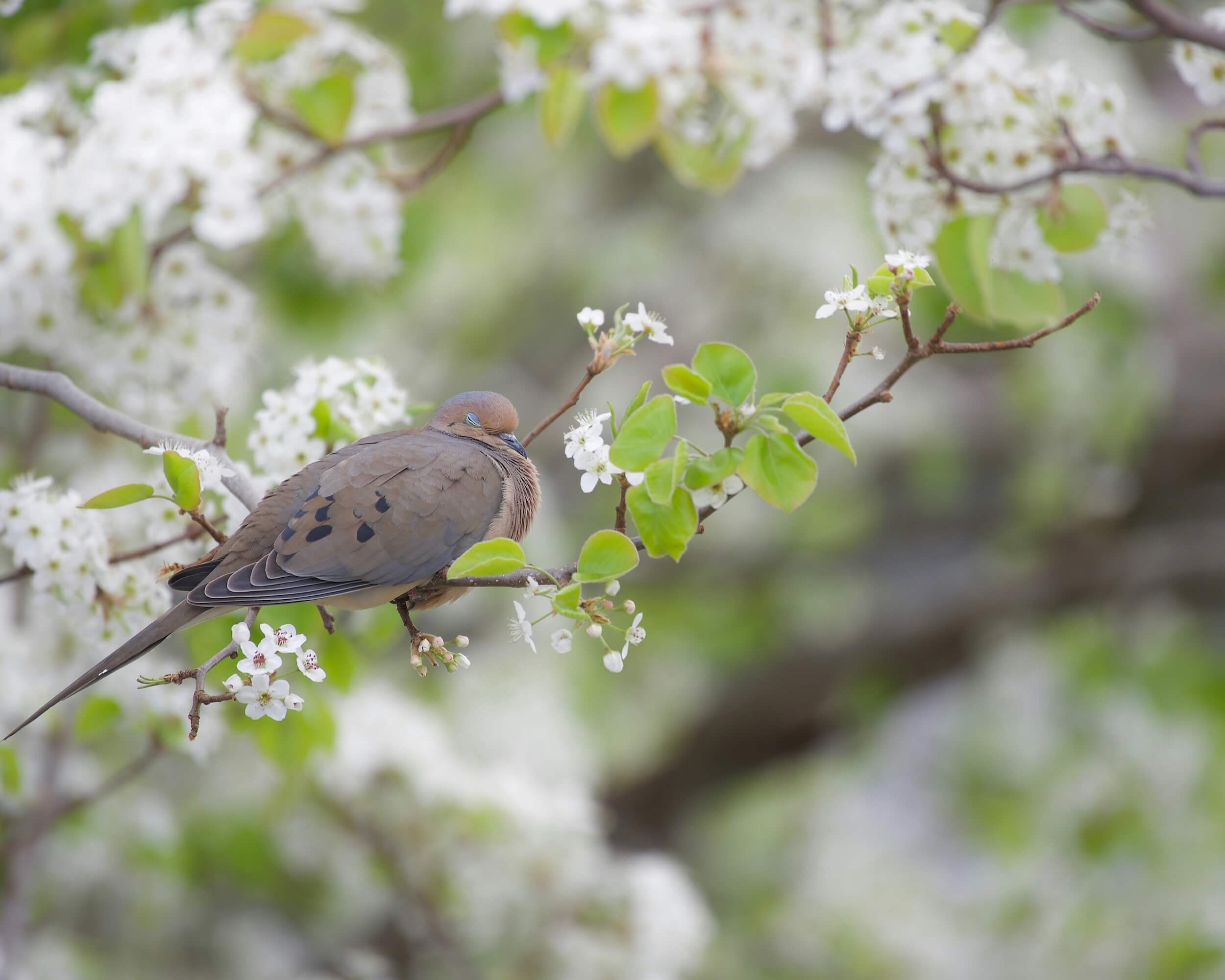 Featured image for ““Standing in the Woods, “Daughter and Mother Tree,” and “Greetings Dear Bird””