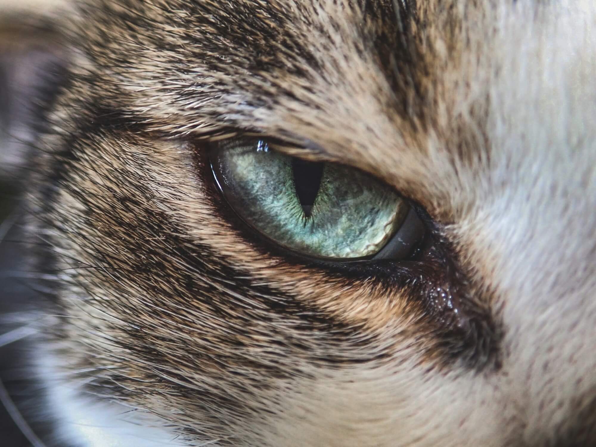 Featured image for ““Cat. Night. Hunting,” “Lazarus,” and ” Vertigo””