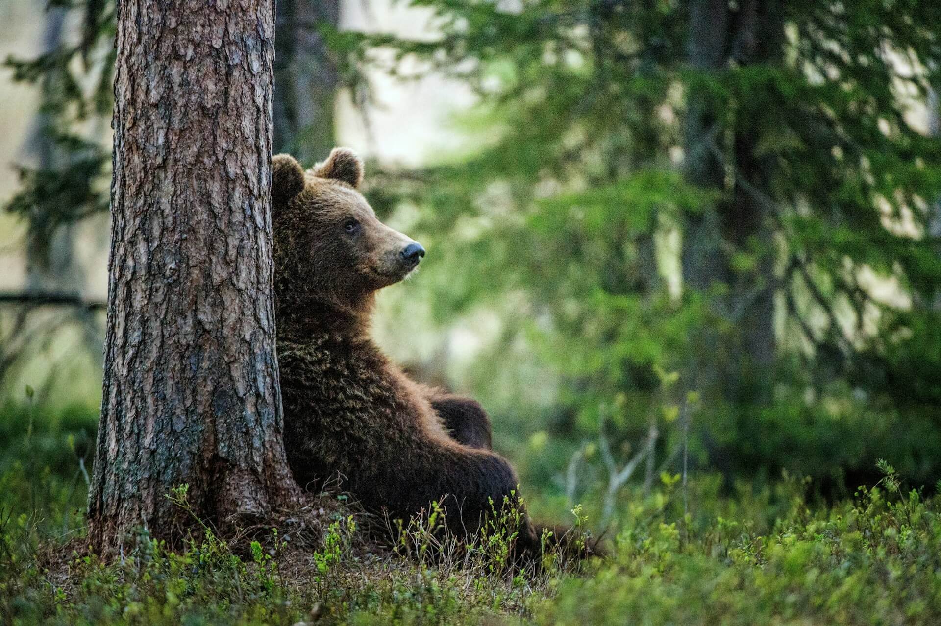 Featured image for ““the bears bound this way,” “upstate,” and “the burn pit””