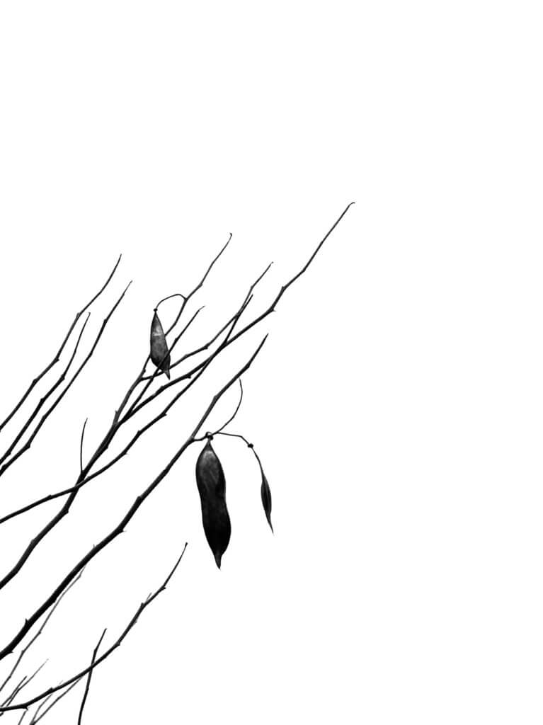 Essence_of_Nature_III