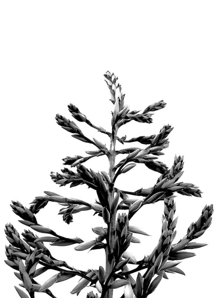 Essence_of_Nature_II
