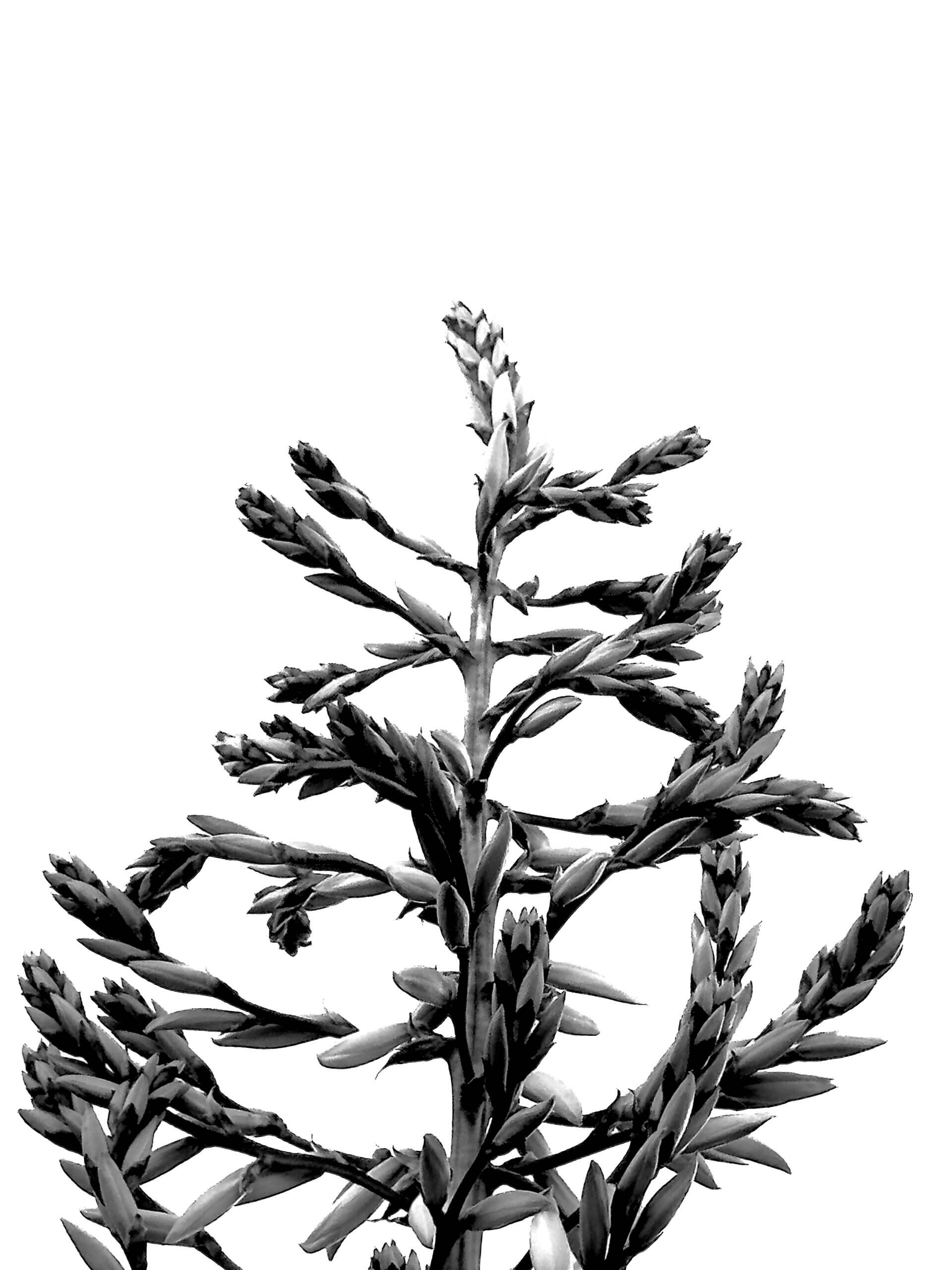 Featured image for “Essence of Nature”