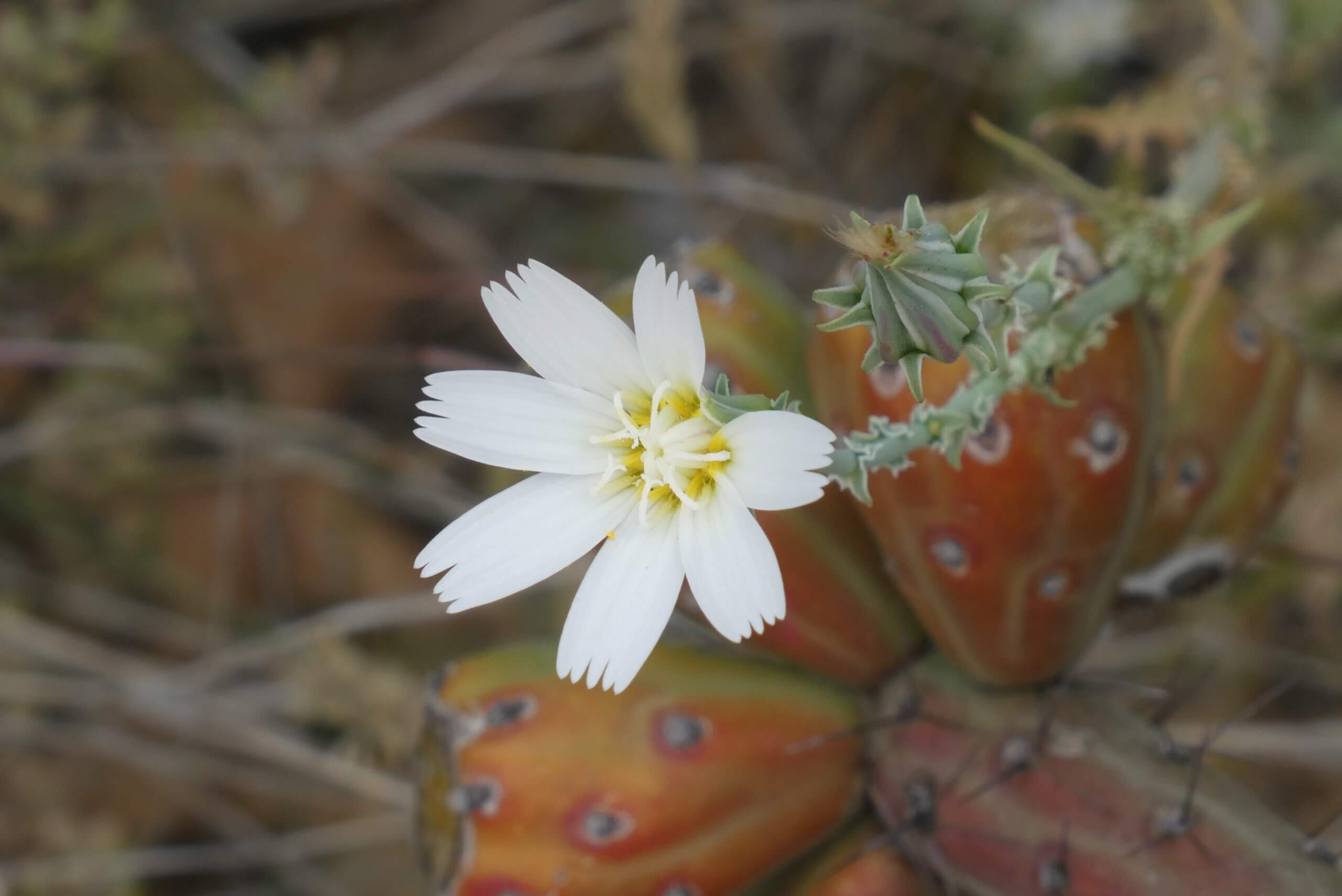 Featured image for “Spring Bloom in Saguaro National Park”