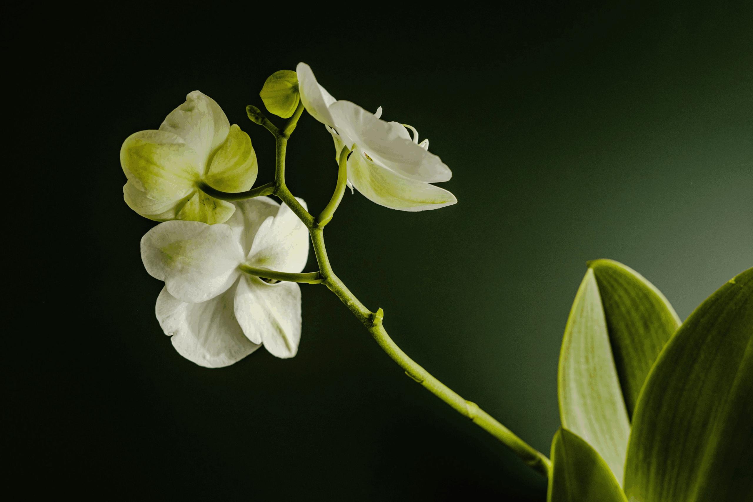 Featured image for “Transcendence, Interrupted”