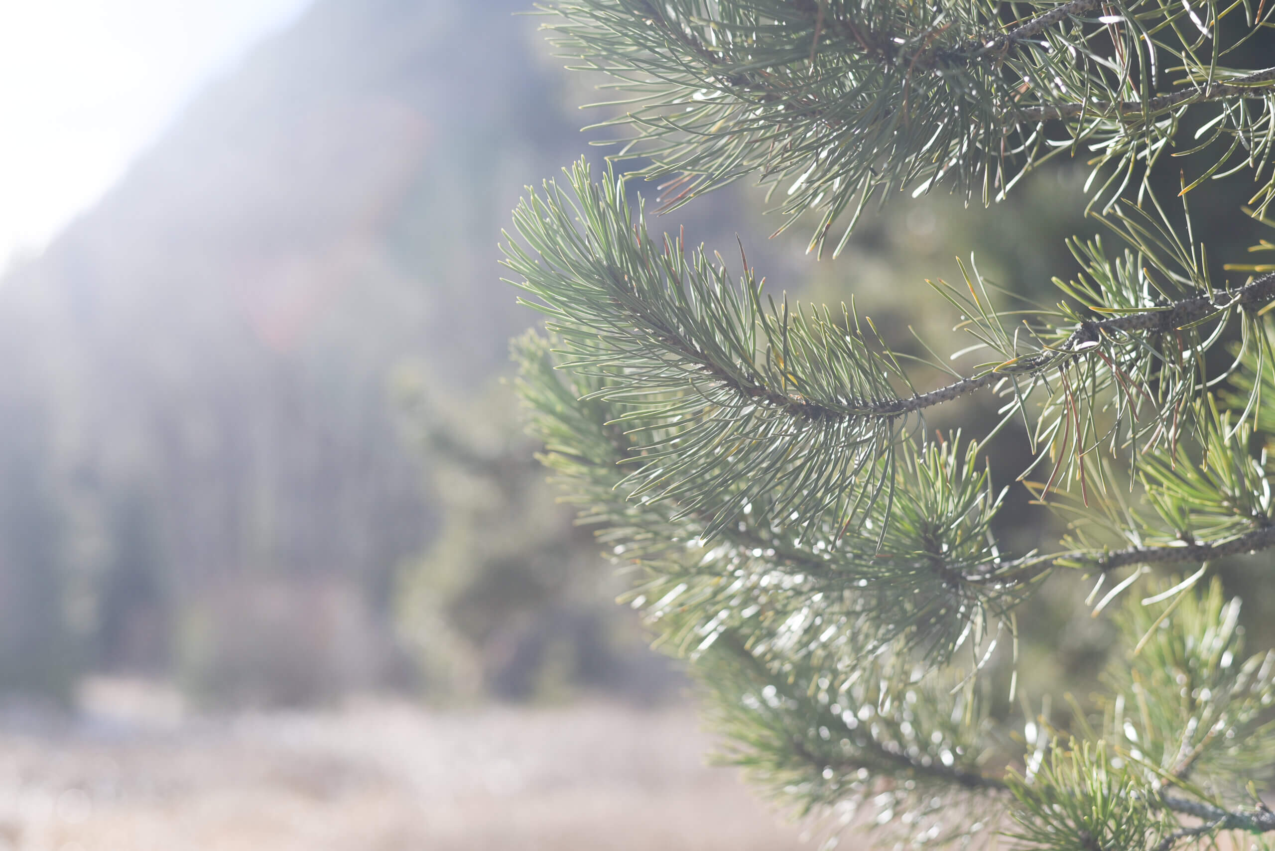 Featured image for ““Twelve Moons” and “PBR””