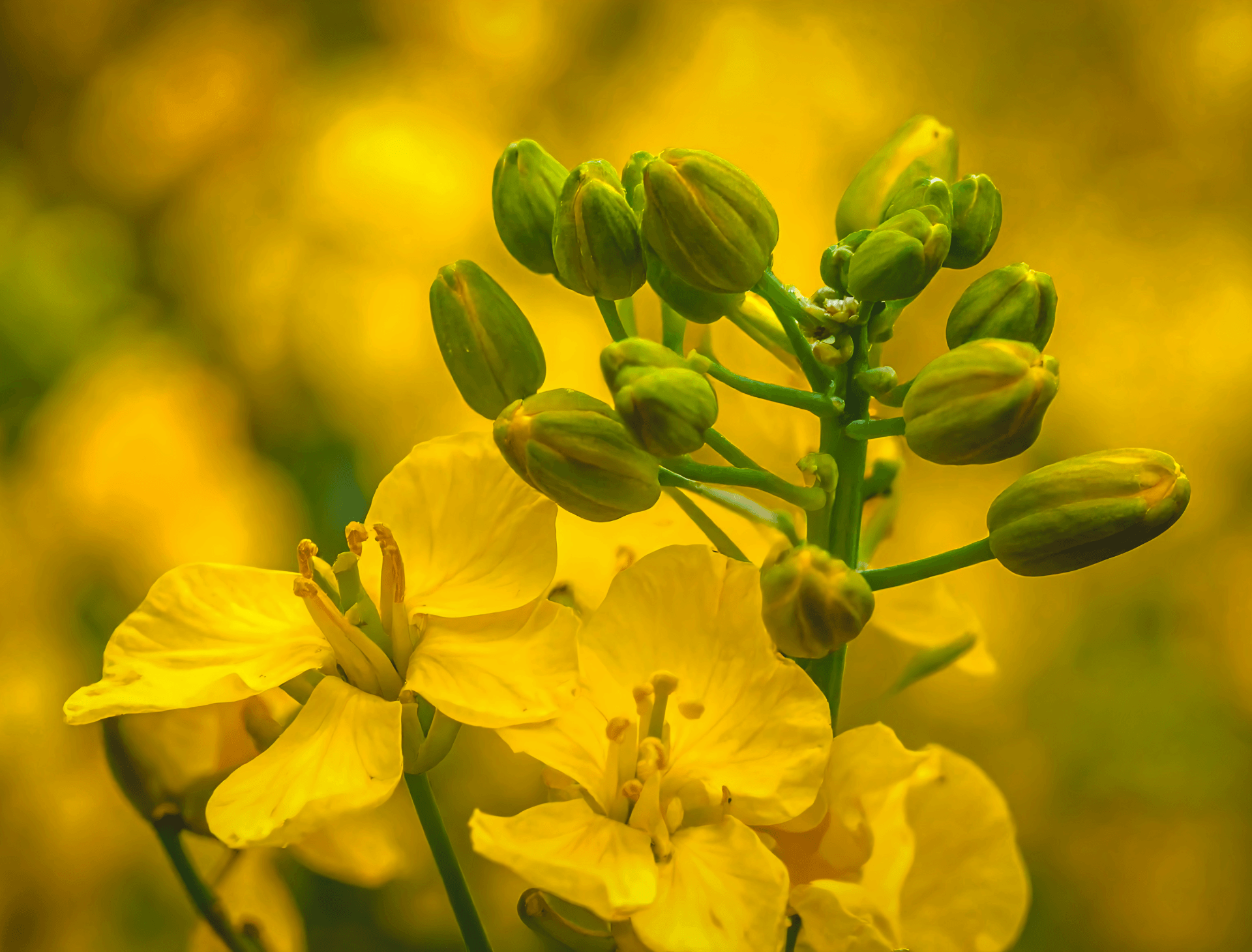 Featured image for “In Among the Stalks: A Canola’s Memoir”