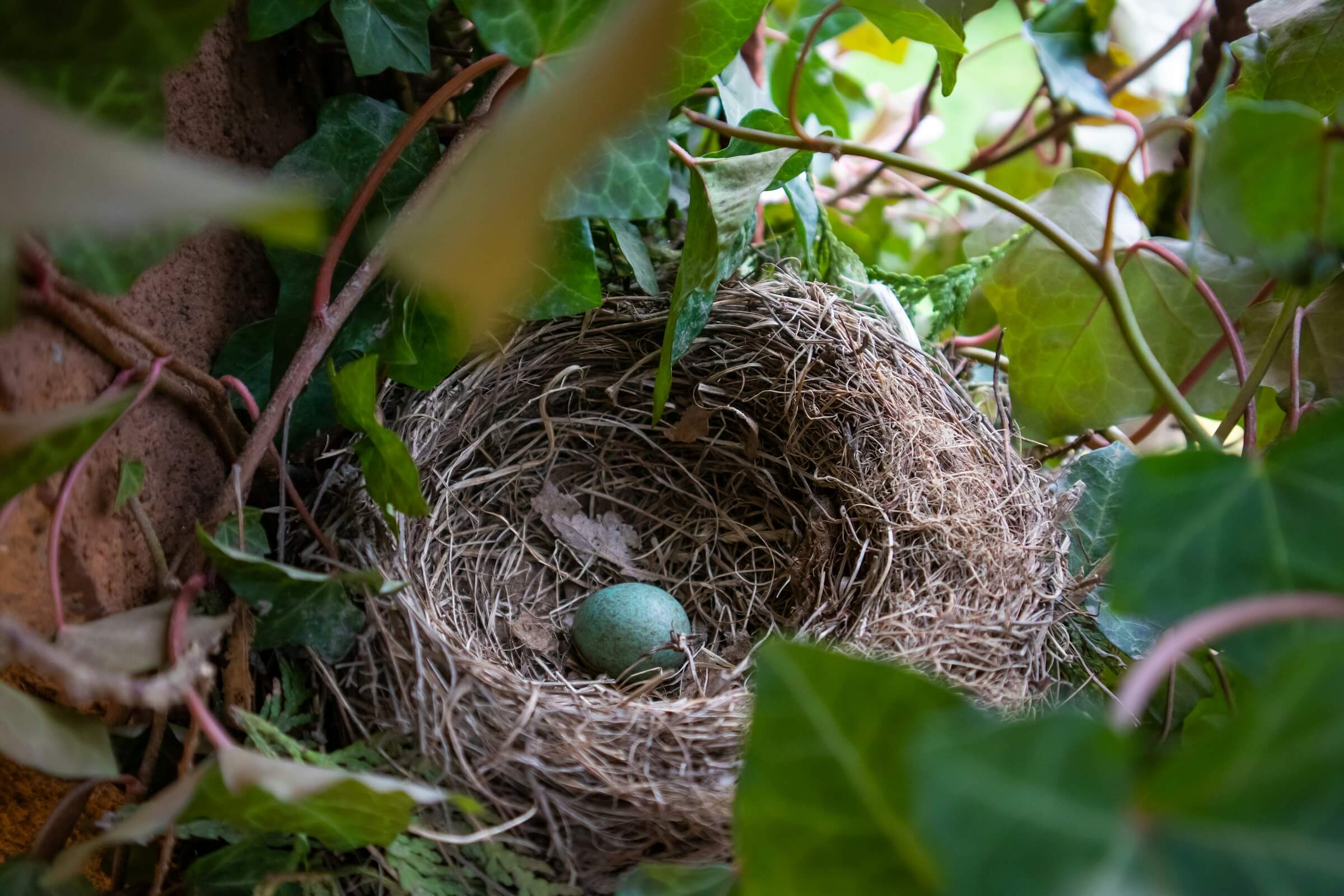 Featured image for ““Neglect for the Birds,” “Birds on a Wire,” and “Curtain Call””