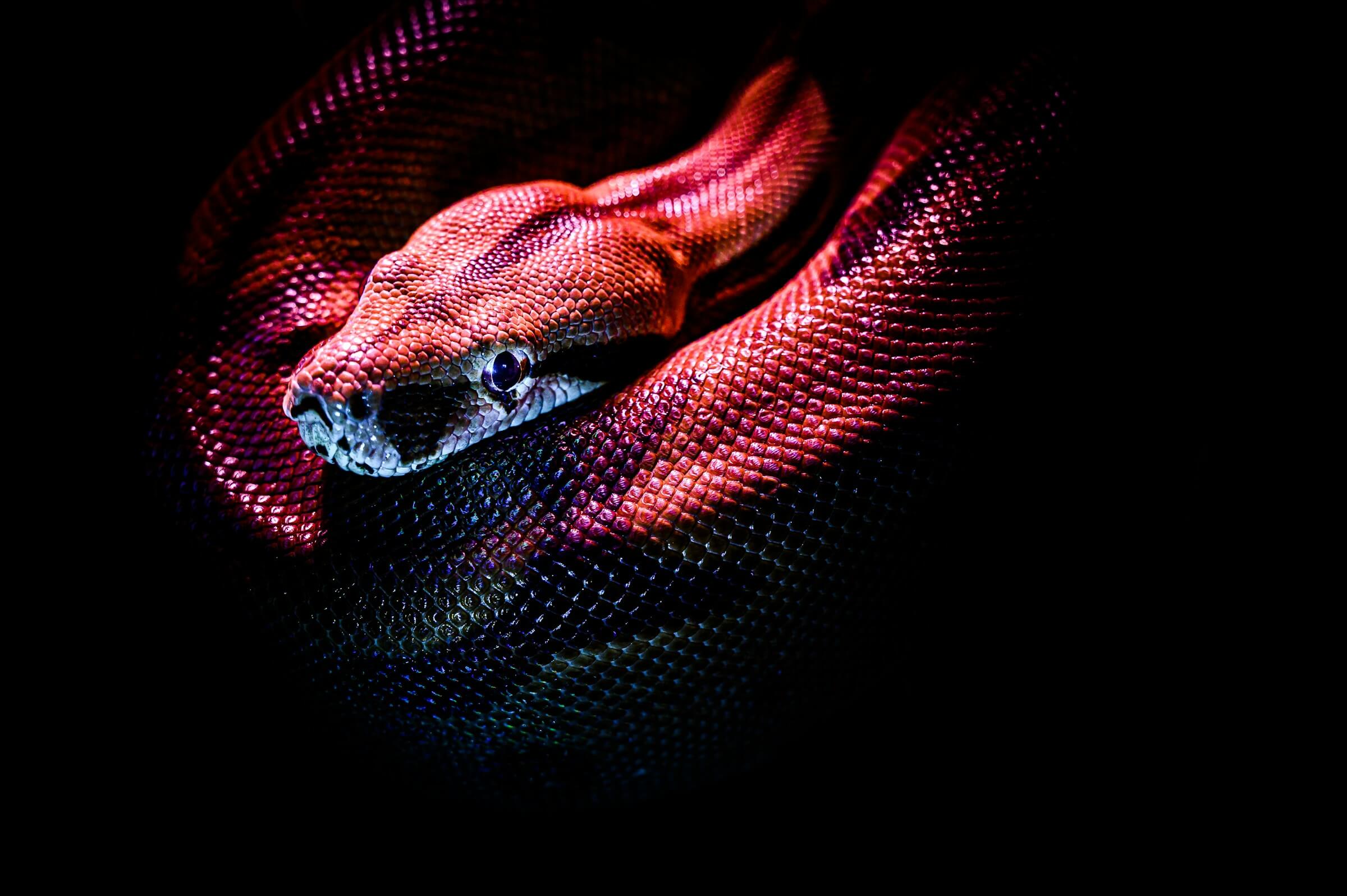 Featured image for “The Snakes That Live In Our Hands”