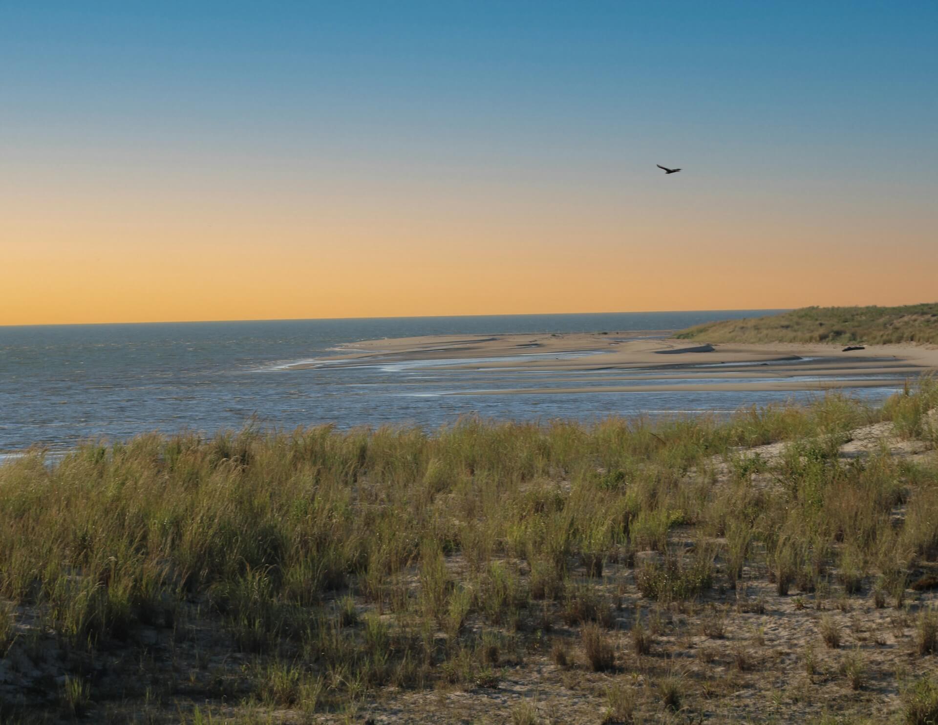 Featured image for “Estuary Peace”