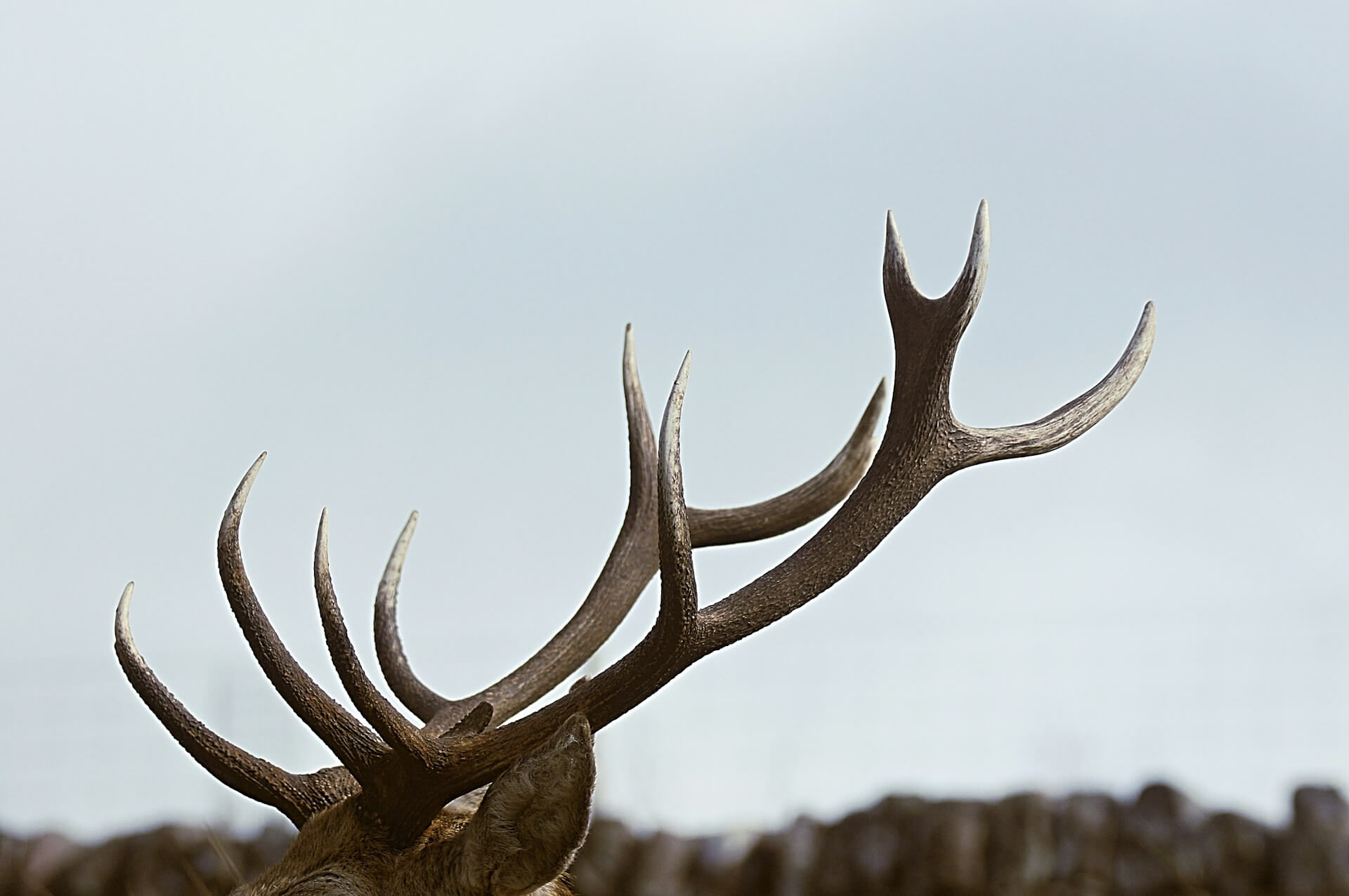 Featured image for ““Antlers,” “Adirondack,” and “Fat Dog””