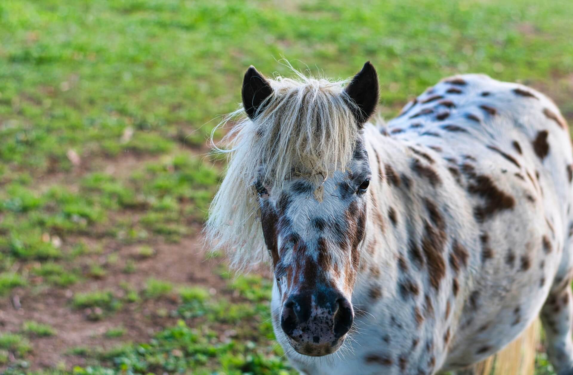 Featured image for “One Mule”