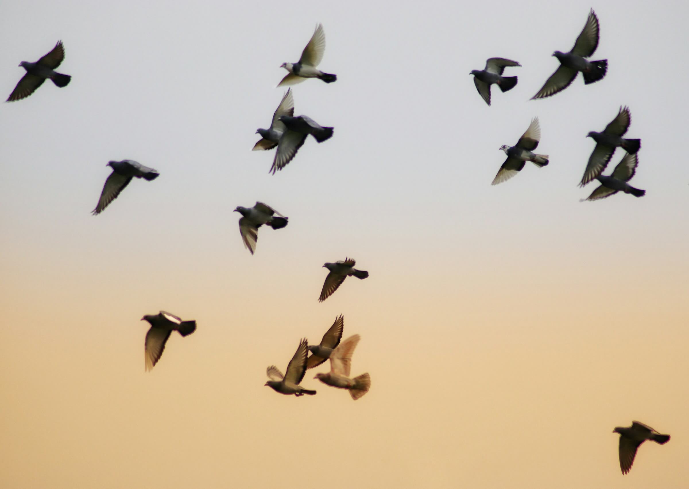 Featured image for “Mourning Doves”