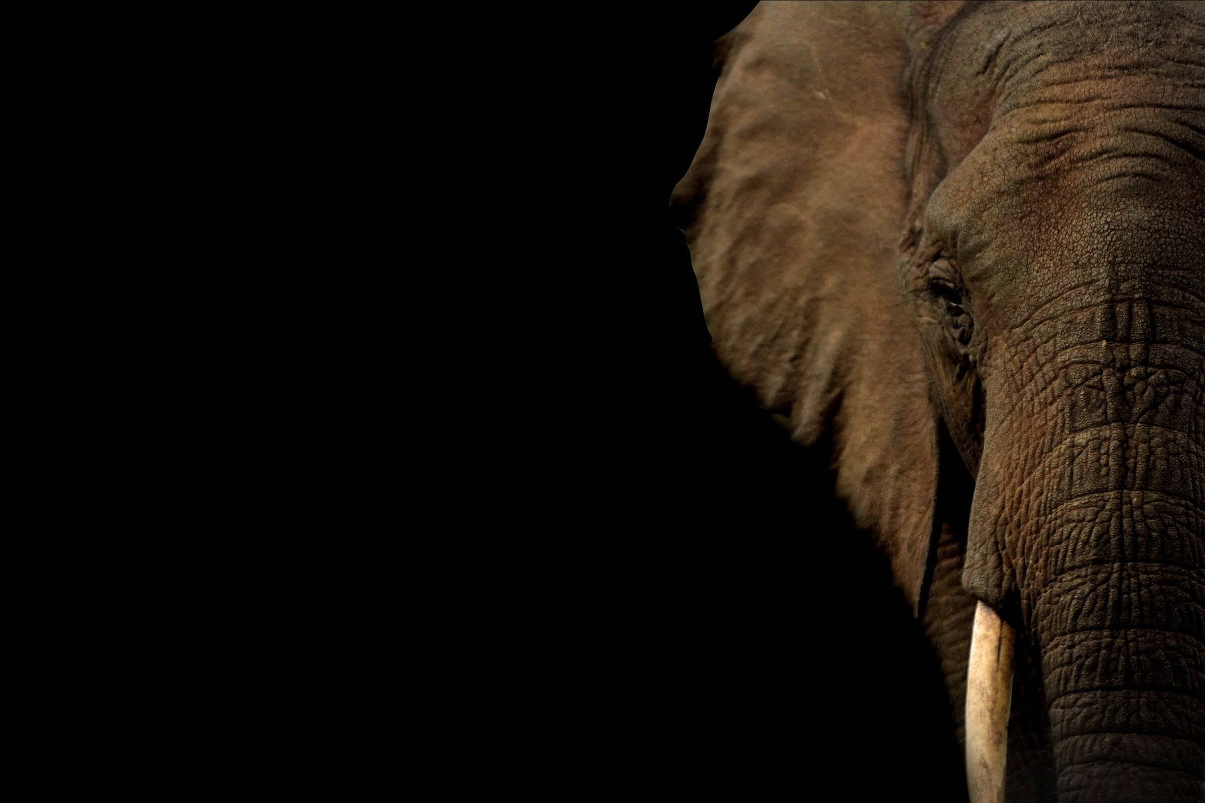 Featured image for ““Elephant in the Room,” “Still Life with Wrapped Catheter,” and “Morituri te salutamus””