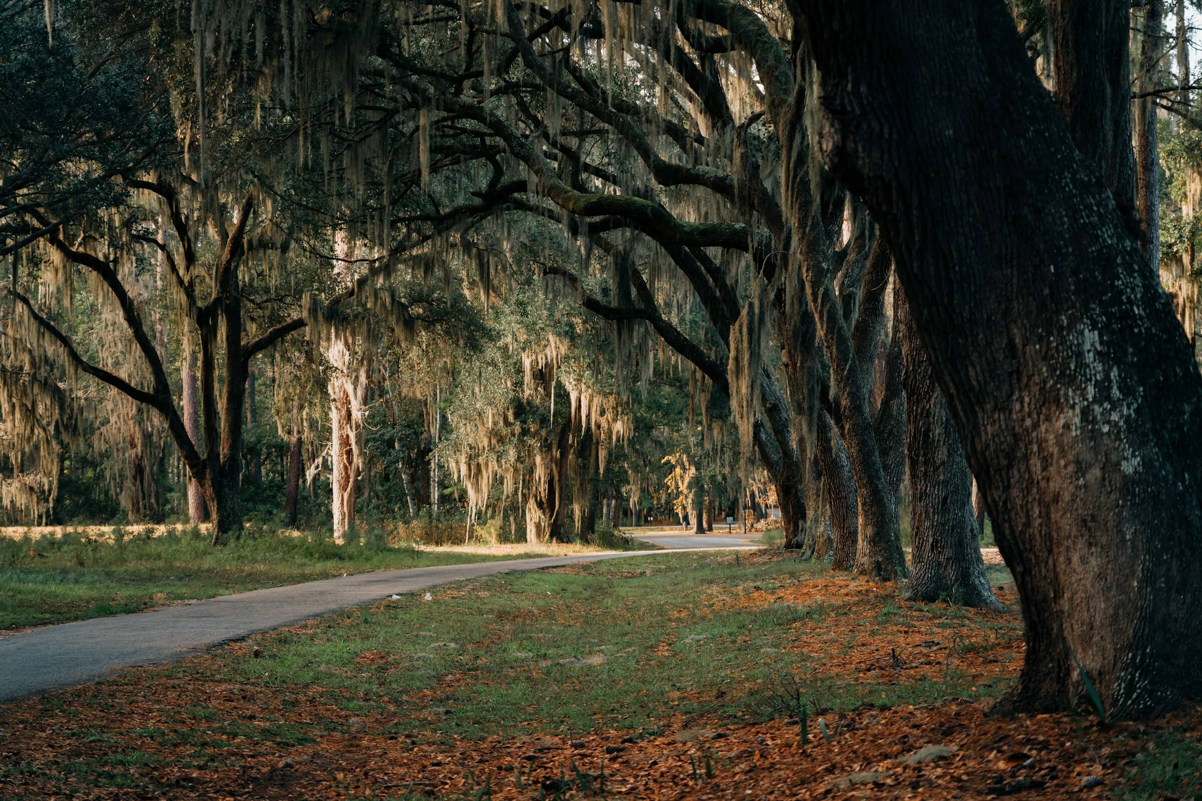 Featured image for “Days Like Passing Shadows”