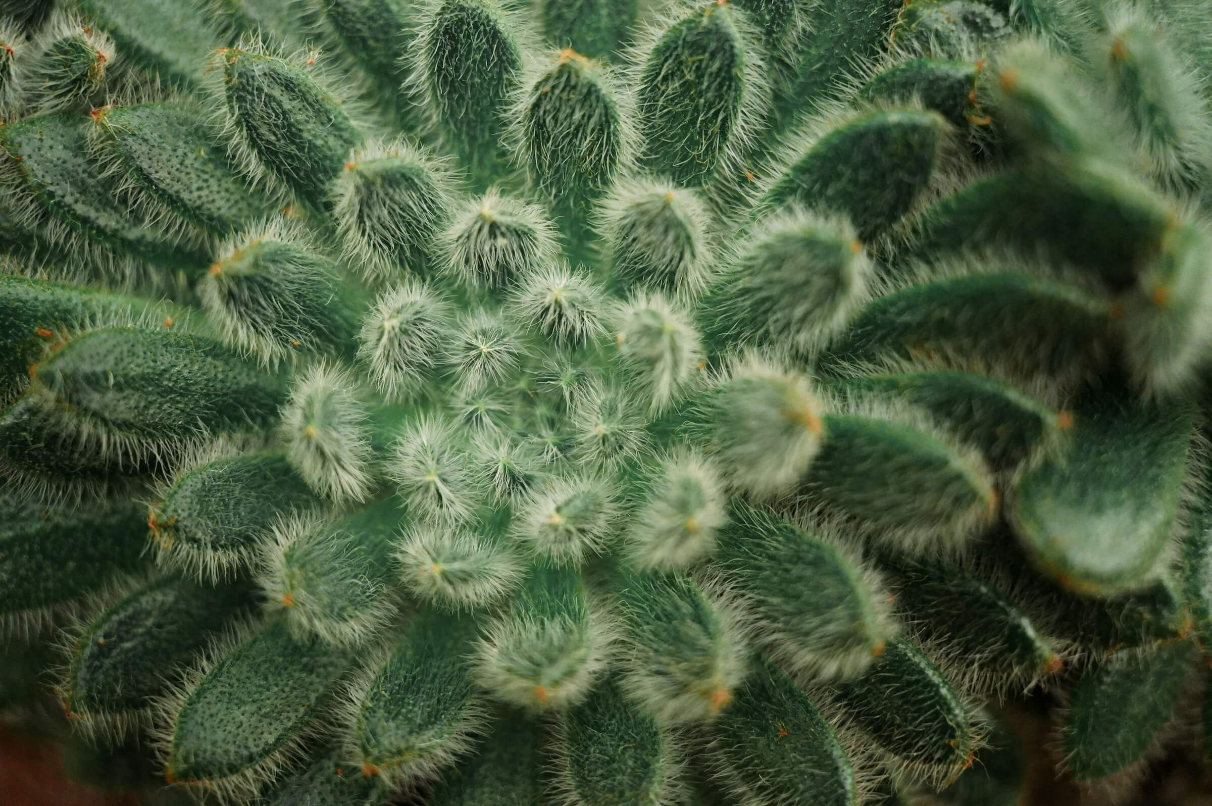 Featured image for ““Stewarding the Succulents,” “Purple Cabbage,” and “The Sum Over Histories” ”