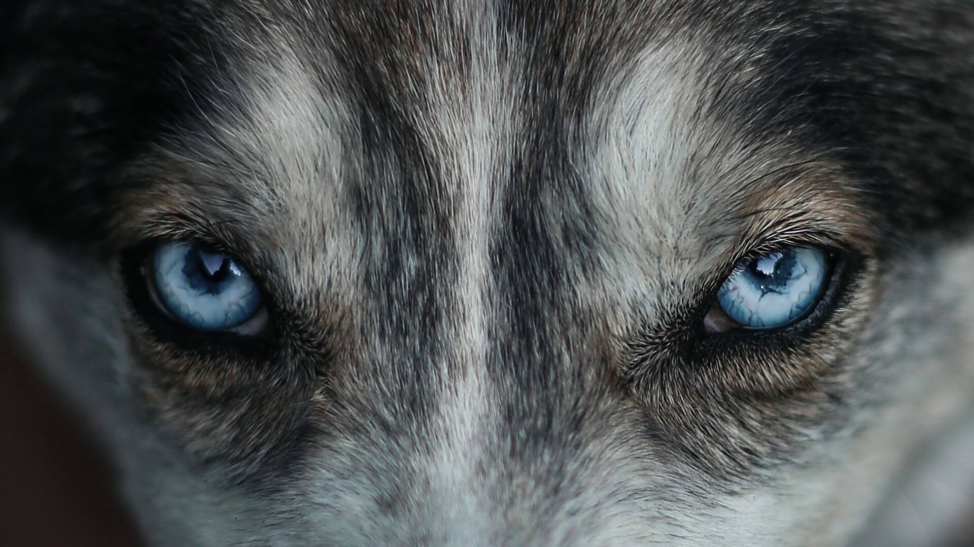 Featured image for “The Burden of a Wolf-Like Existence”